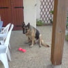 Photo de Rambo