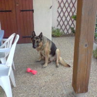 Photo de profil de Rambo