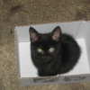 Photo de Blackos