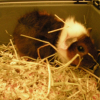 Photo de Wil, Cochon d’Inde
