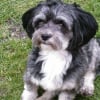 Photo de Boby