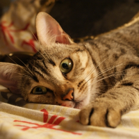 Photo de profil de Inaya
