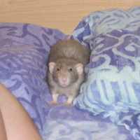 Photo de profil de Filou