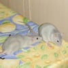 Photo de Némo et calin