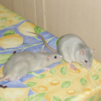 Photo de profil de Némo et calin