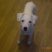 Photo de profil de Moogli