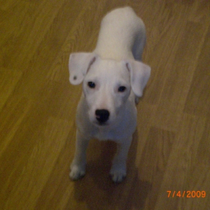 Photo de profil de Moogli
