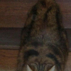 Photo de Grizouille