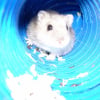 Photo de Nilou, Hamster