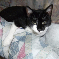 Photo de profil de Obelix