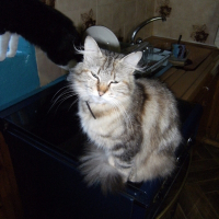 Photo de profil de Vicky