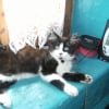 Photo de Gizmo