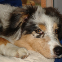 Photo de profil de Roxy