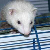 Photo de profil de Dipsy