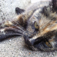 Photo de profil de Nanou