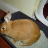 Photo de Noisette