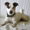 Photo de Willo, Jack Russell Terrier