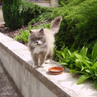 Photo de profil de Nougat