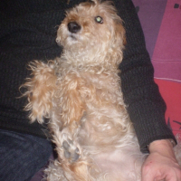 Photo de profil de Chipie