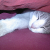 Photo de Violette