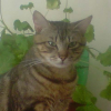 Photo de Shacri