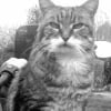 Photo de Choupette, LaPerm