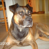 Photo de Tyson
