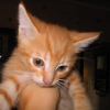 Photo de Caramel