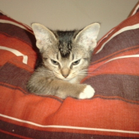 Photo de profil de épice
