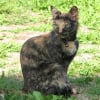 Photo de Allumette