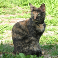 Photo de profil de Allumette