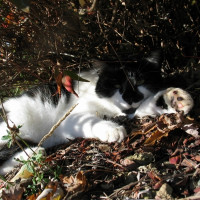 Photo de profil de Cassisse