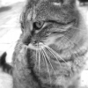 Photo de Lulu