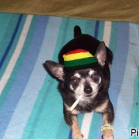 Photo de profil de Rocky
