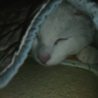 Photo de profil de Luna