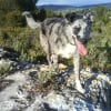Photo de Coockie