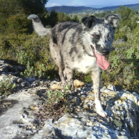 Photo de profil de Coockie
