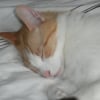 Photo de Cookie