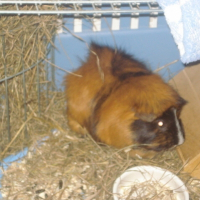 Photo de profil de Lerat