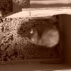 Photo de Shiva