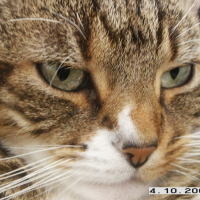 Photo de profil de Nina