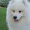 Photo de Dolce dark 