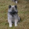 Photo de Nalla
