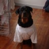 Photo de Neptune, Rottweiler