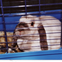 Photo de profil de Cocotte