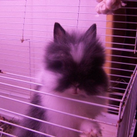 Photo de profil de Maxi poupou