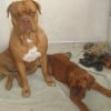 Photo de Bloody, Dogue de Bordeaux