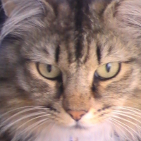 Photo de profil de Felix
