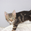 Photo de Chiffon