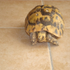Photo de Praline 